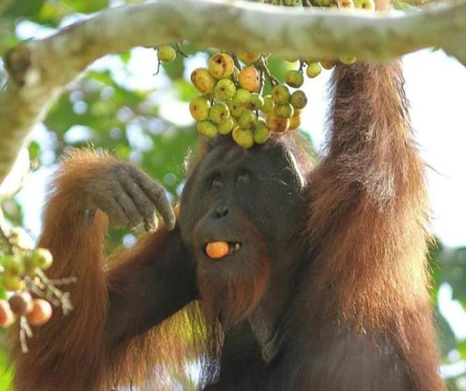 Sukau Backpackers B&b