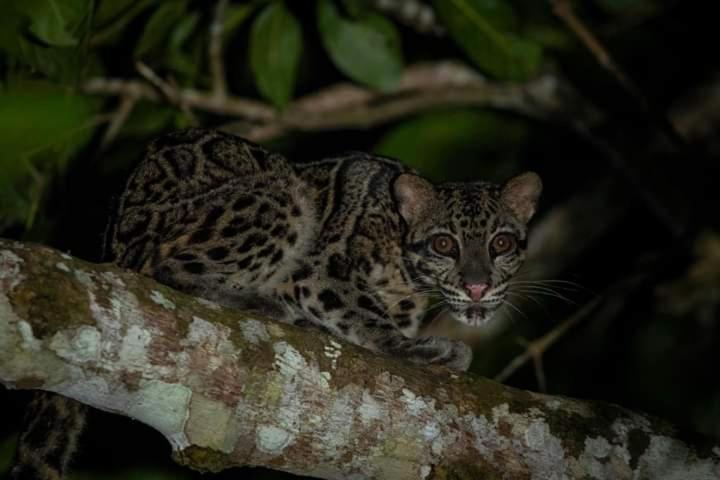 Sukau Backpackers B&b