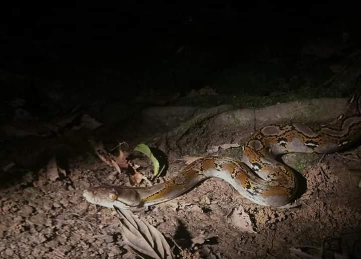 Sukau Backpackers B&b