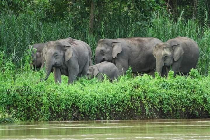 Sukau Backpackers B&b