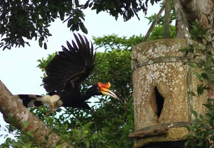 Sukau Backpackers B&b