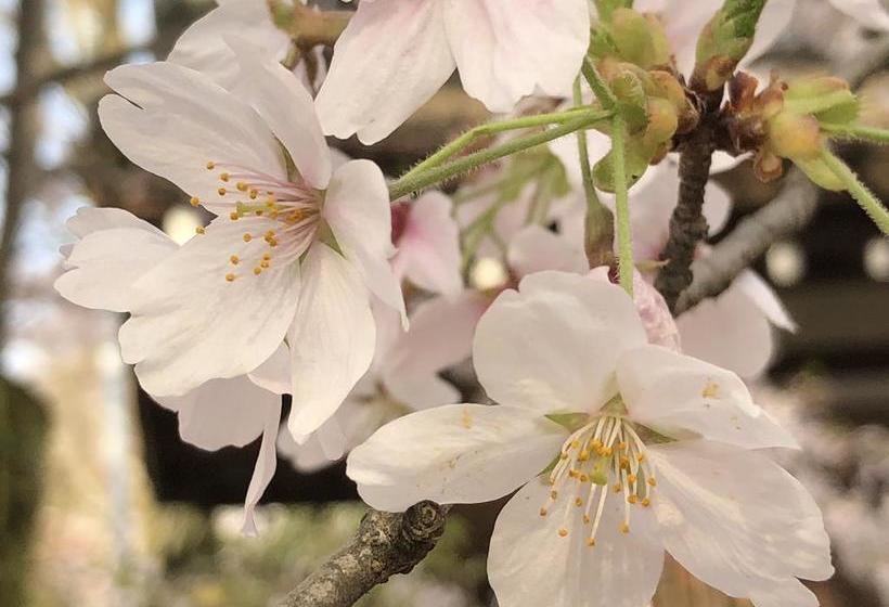 ユースホステル Petit Hotel Alla Seta