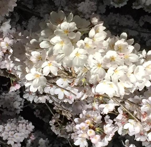 ユースホステル Petit Hotel Alla Seta