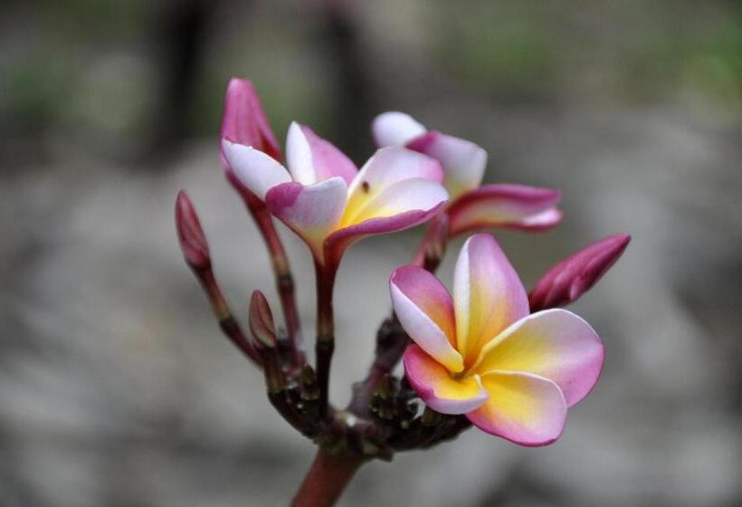 ベッドアンドブレックファースト Villa Huruma