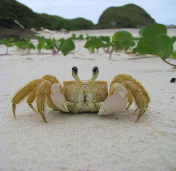 酒店 Pousada Renascer