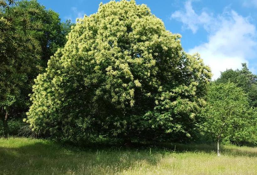 ホテル Seminar & Gästehaus Burghof Stauf