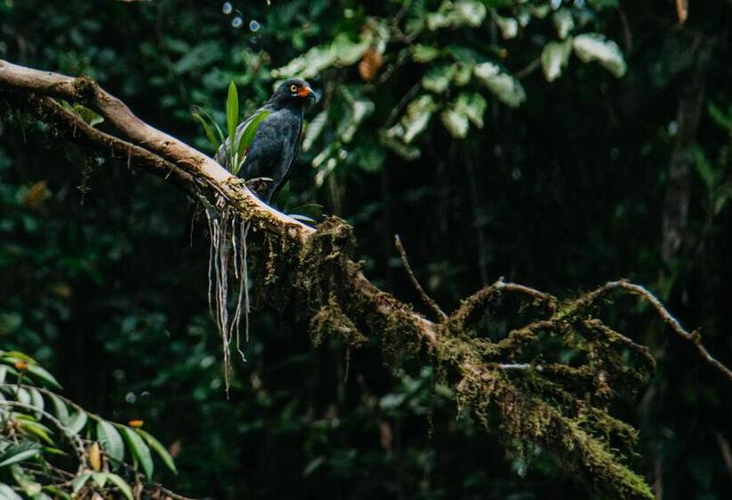 Arahuana Jungle Resort & Spa