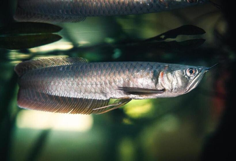 Arahuana Jungle Resort & Spa