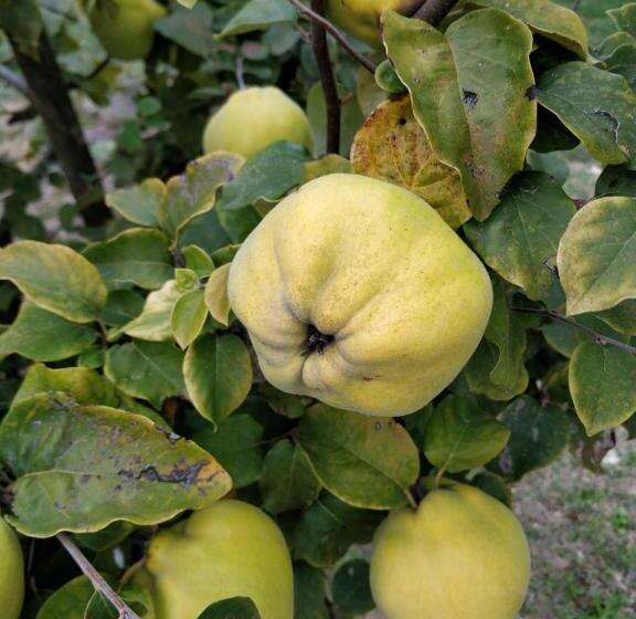 住宿加早餐  La Casa Di Arianna