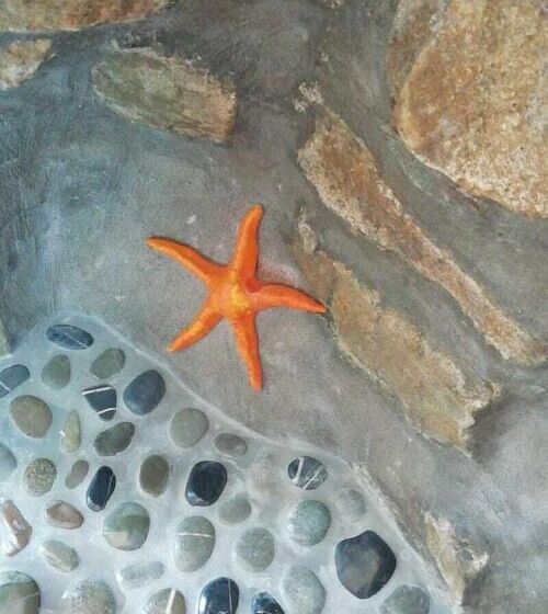 Bed and Breakfast Cilento Coast, Palazzo Pisani Pollica  Salerno Campania Italy