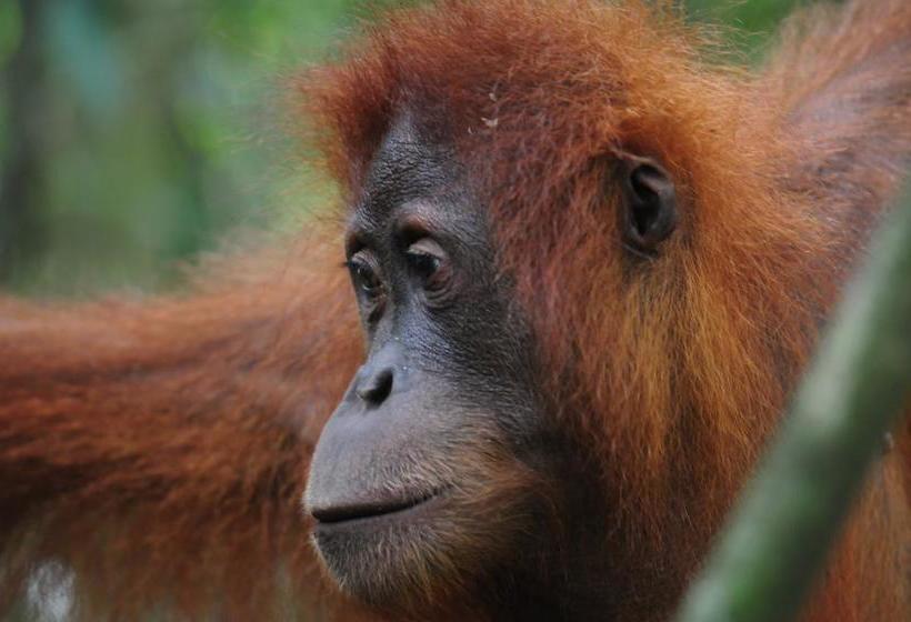 Bed and Breakfast Ecotravel Cottages Bukit Lawang