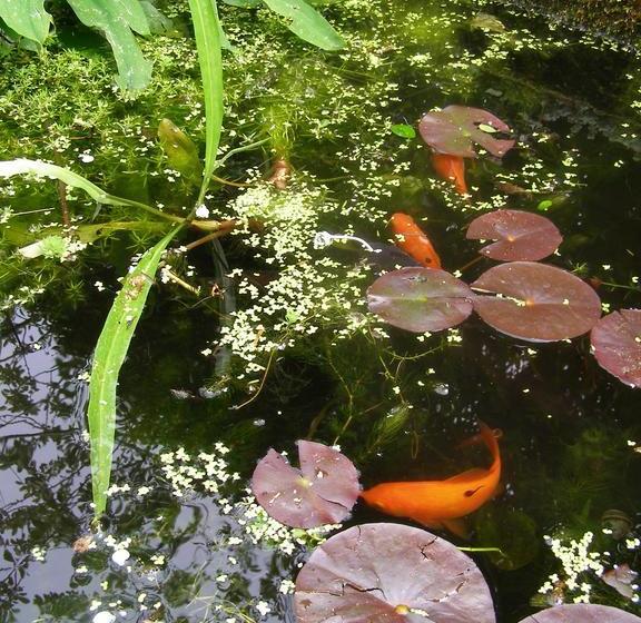 ベッドアンドブレックファースト Huyze Peppins