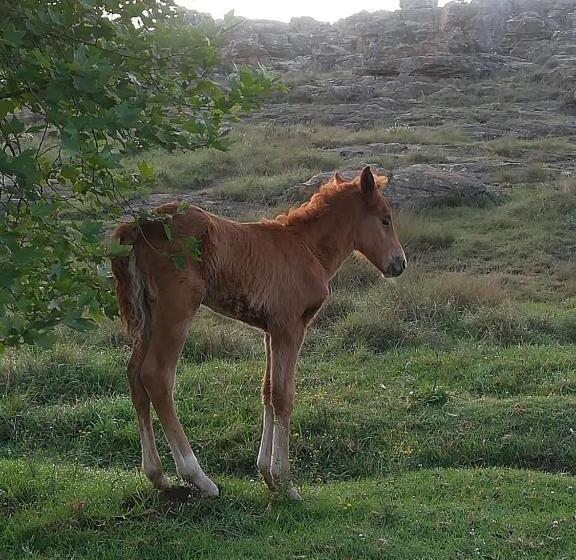 צימר Kattekwaad Accommodation