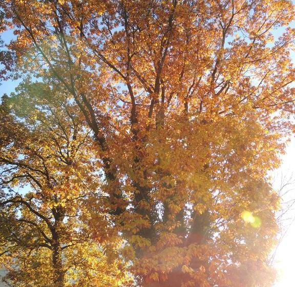 住宿加早餐 Spring Inn