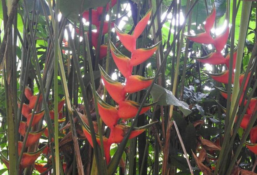 فندق Cacao Río Celeste