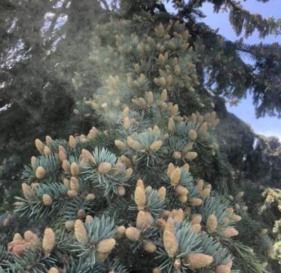 Ruzanna's Bed & Breakfast