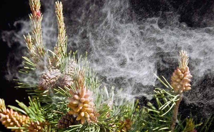 Ruzanna's Bed & Breakfast