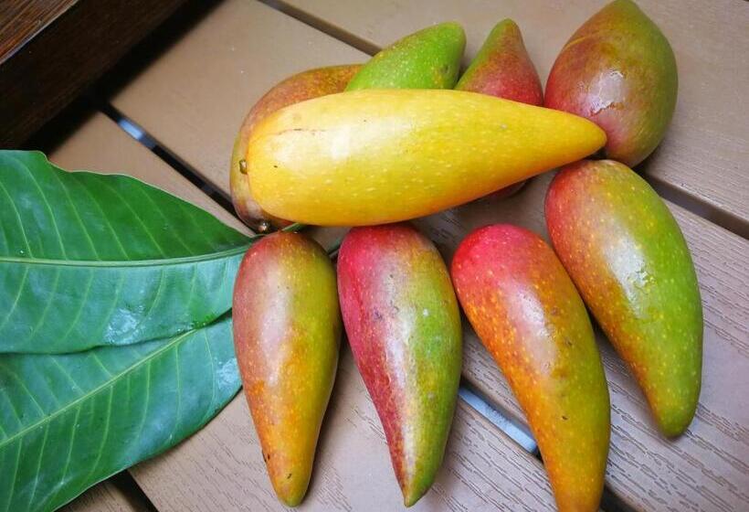 فندق صغير Summer Tree Inn