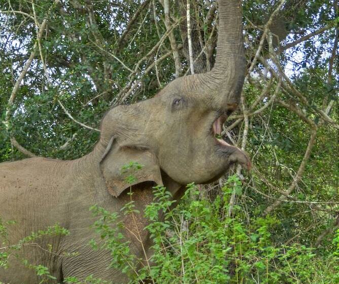 호텔 The Rain Tree