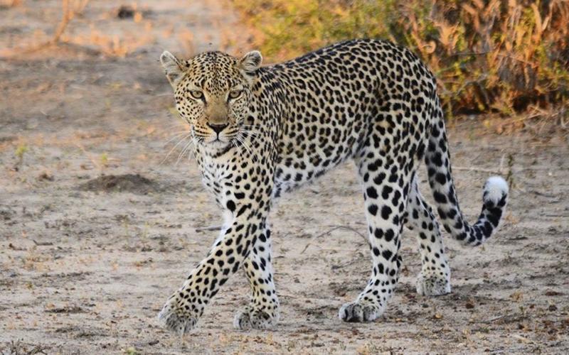 Отель Gomo Gomo Game Lodge