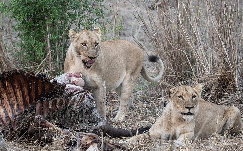 Отель Gomo Gomo Game Lodge