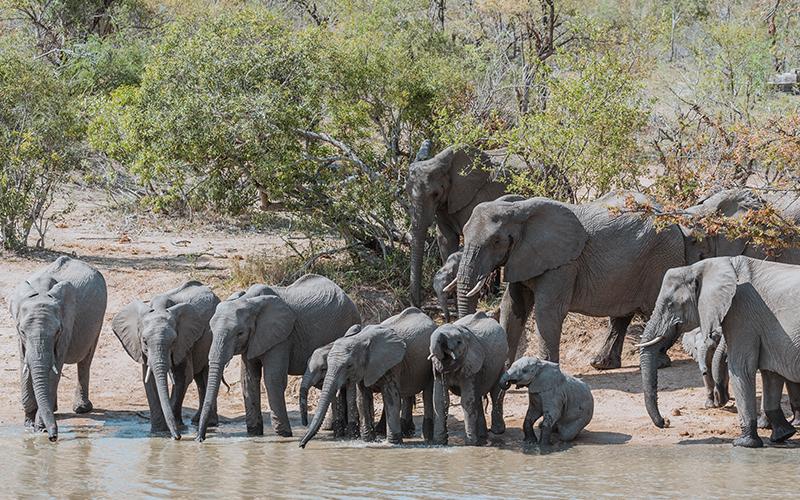 Отель Gomo Gomo Game Lodge