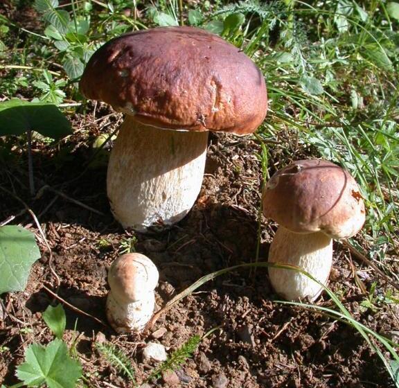 בית מלון כפרי Pansion I Restoran Bijela Ruža