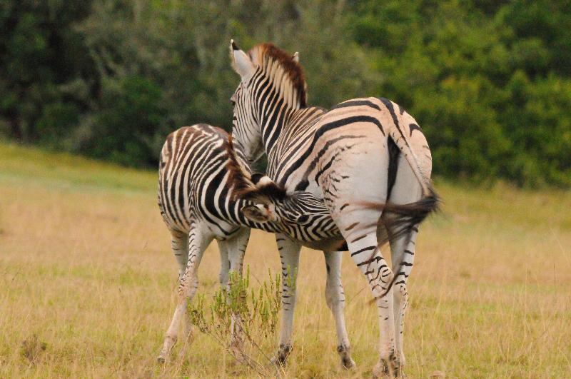 בית מלון כפרי Botlierskop The Village Lodge