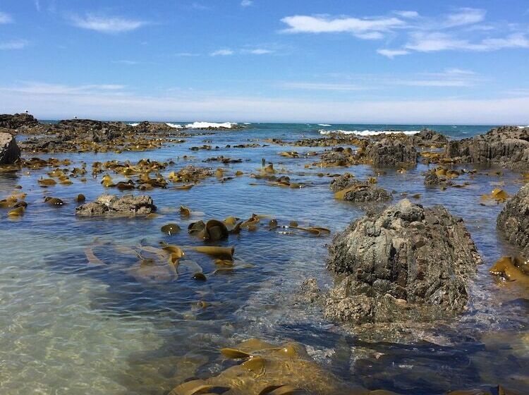 Nugget View Kaka Point Motels