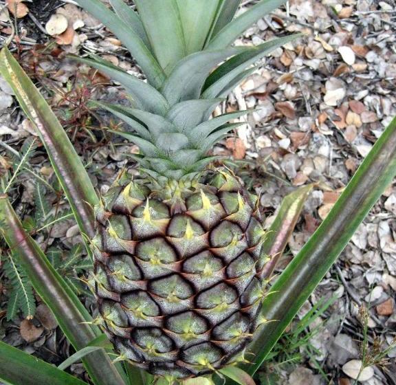 Отель Keaau Place