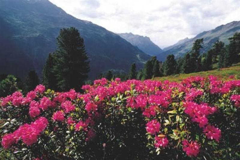 فندق Ulli's Ferienheim