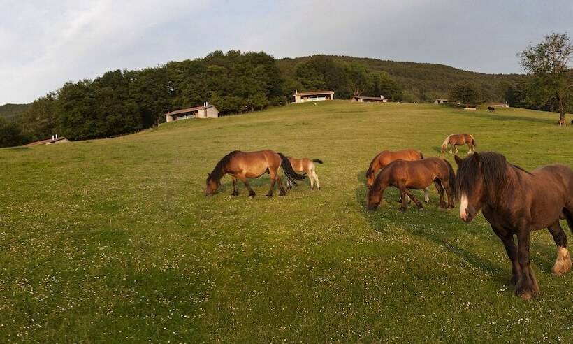 Cabañas Deluxe Basajaun Basoa By Irrisarri Land