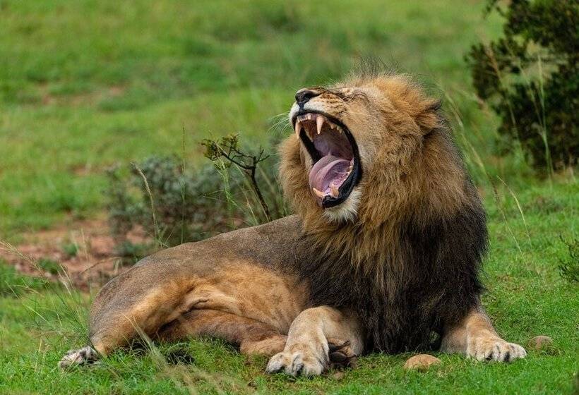 هتل Mantis Founders Lodge