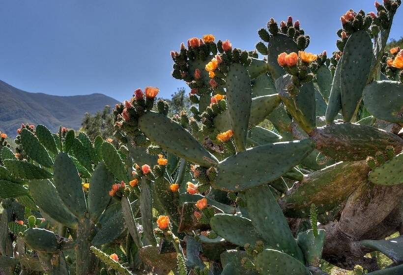 فندق Pat Busch Mountain Reserve