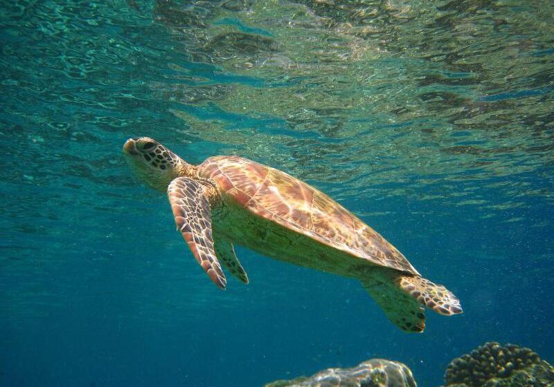 Отель Sipadan Inn 1