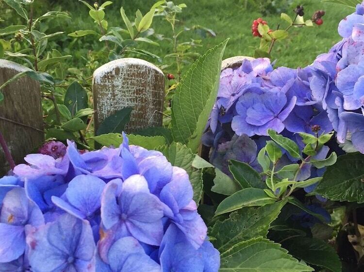 Alsbrogaard Deluxe Bed & Breakfast