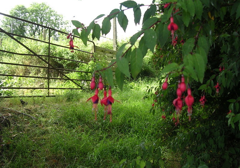 Bed and Breakfast Findus House