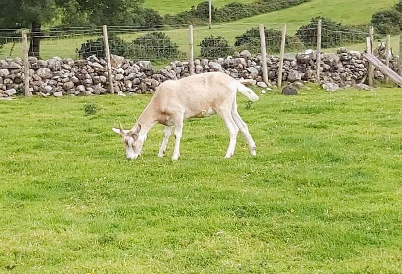 مبيت وإفطار Valley Lodge