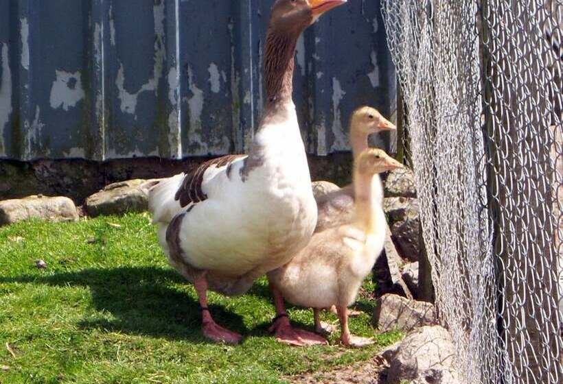مبيت وإفطار Valley Lodge