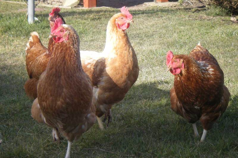 Cush Bed And Breakfast