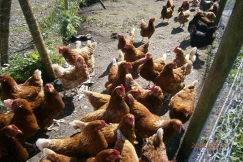 Gowlaun Bed And Breakfast