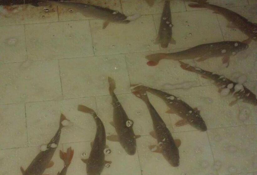 Guesthouse To Fragma