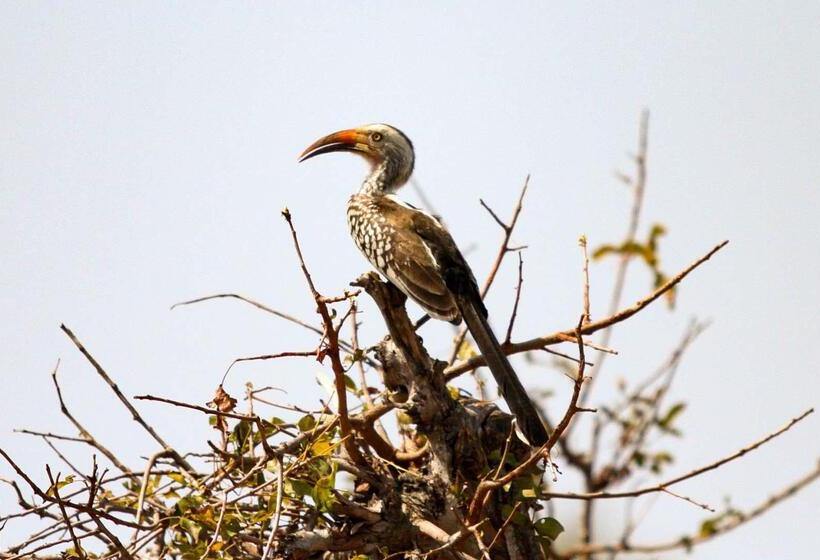 בית מלון כפרי Burchell's Bush Lodge
