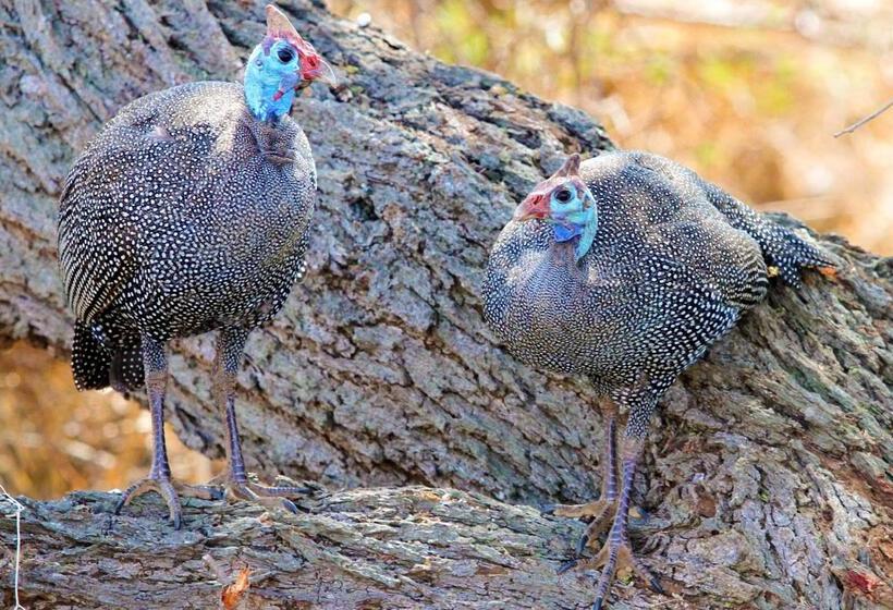 בית מלון כפרי Burchell's Bush Lodge