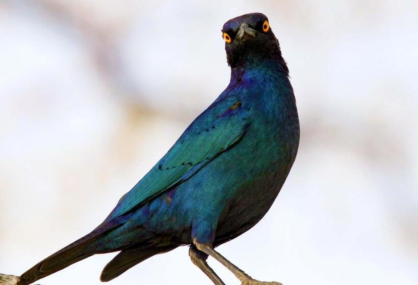 בית מלון כפרי Burchell's Bush Lodge