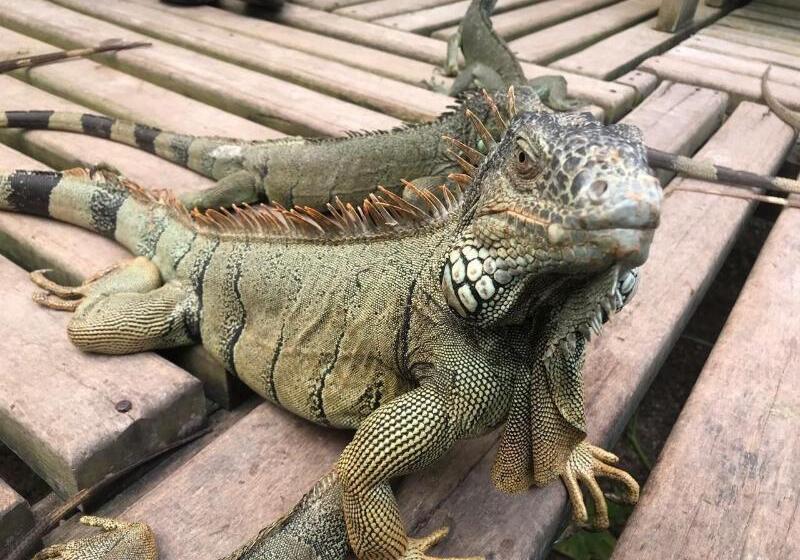 ホテル Cassia Hill Resort