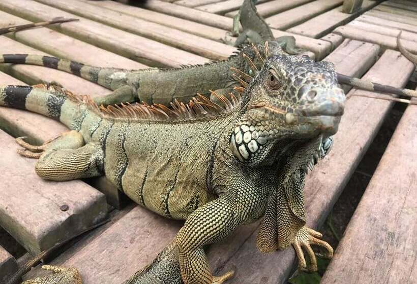 ホテル Cassia Hill Resort