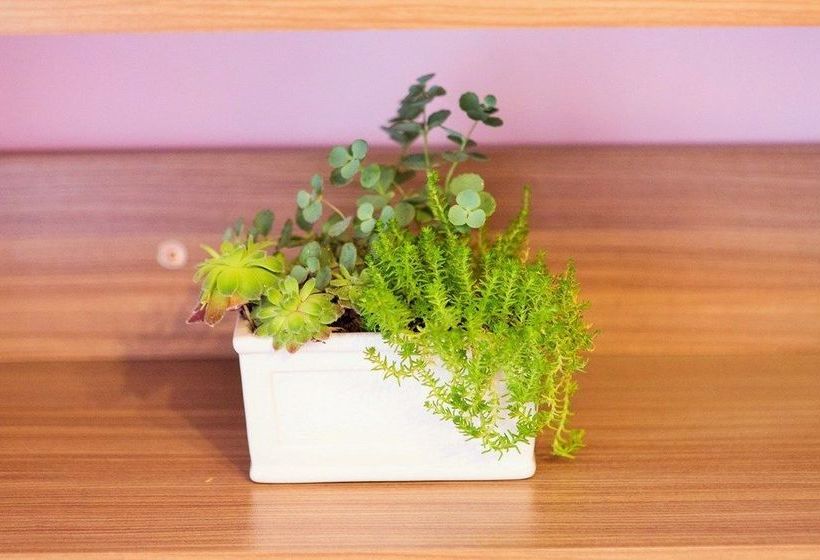 호텔 Domus Apartments