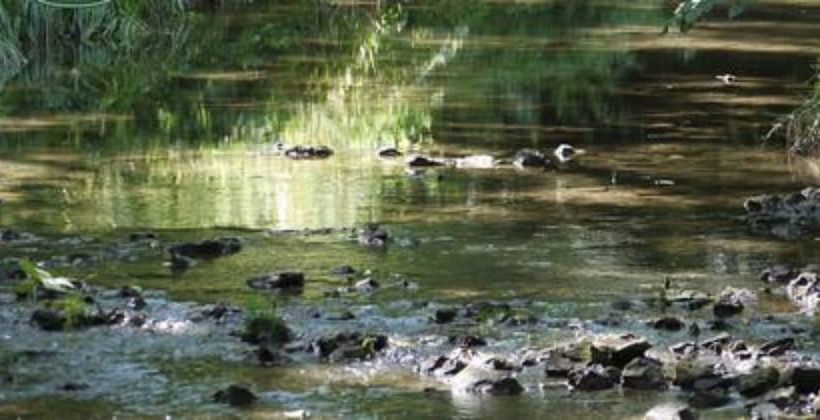 酒店 Pine Hollow Inn