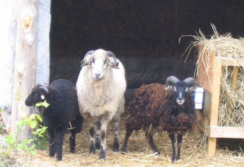 酒店 Three Pines Bed And Breakfast